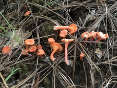 Cantharellus texensis