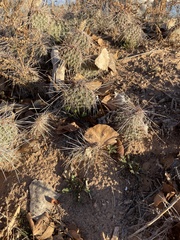 Opuntia polyacantha