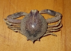 Persephona aquilonaris