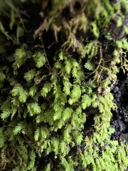 Fissidens dubius