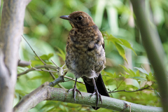 Turdus merula