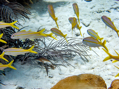 Mulloidichthys martinicus