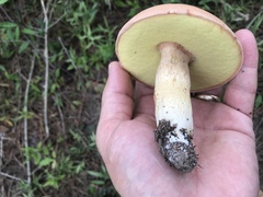 Boletus pseudopinophilus