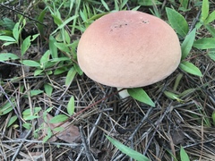 Boletus pseudopinophilus