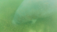 Trichechus manatus latirostris