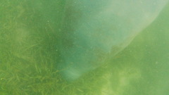 Trichechus manatus latirostris