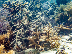 Acropora cervicornis