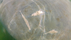 Trichechus manatus latirostris