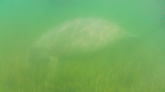 Trichechus manatus latirostris