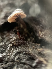 Micromphale arbuticola