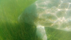 Trichechus manatus latirostris
