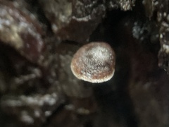 Micromphale arbuticola