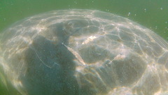 Trichechus manatus latirostris