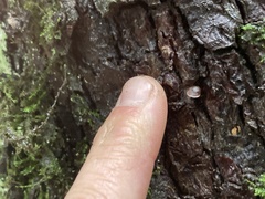 Micromphale arbuticola