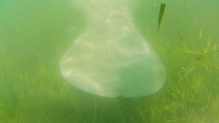 Trichechus manatus latirostris