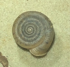 Polygyra