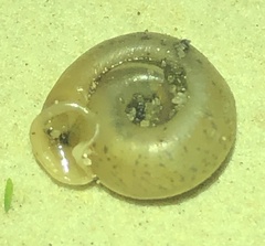 Polygyra