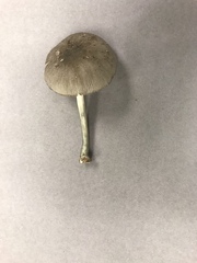 Pluteus americanus