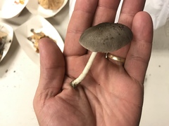 Pluteus americanus