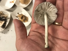 Pluteus americanus