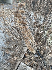 Ambrosia acanthicarpa