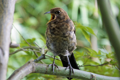 Turdus merula