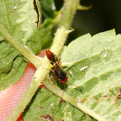 Aridelus rufotestaceus