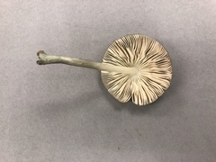 Pluteus americanus