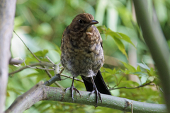 Turdus merula