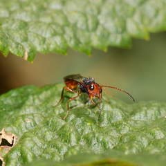 Aridelus rufotestaceus
