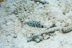 Serranus tigrinus