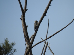 Melanerpes aurifrons
