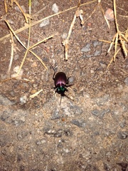 Brachygnathus festivus