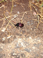 Brachygnathus festivus