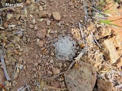 Mammillaria duwei