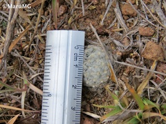 Mammillaria duwei