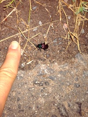 Brachygnathus festivus