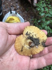 Russula earlei