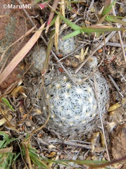 Mammillaria duwei