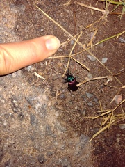 Brachygnathus festivus