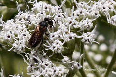 Schwarziana quadripunctata