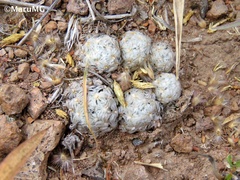 Mammillaria duwei