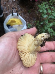Russula earlei