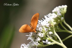 Eudulophasia invaria