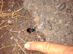 Brachygnathus festivus