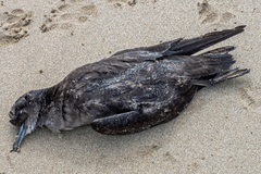 Ardenna tenuirostris