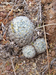 Mammillaria duwei