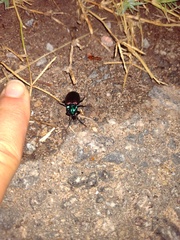 Brachygnathus festivus