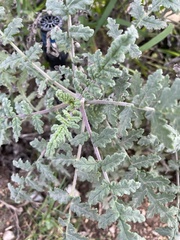 Phacelia ramosissima