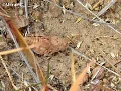 Leprus